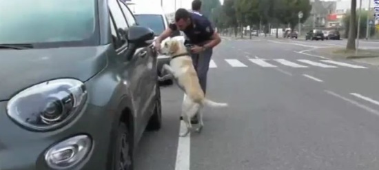 Cane poliziotto durante una perquisizione