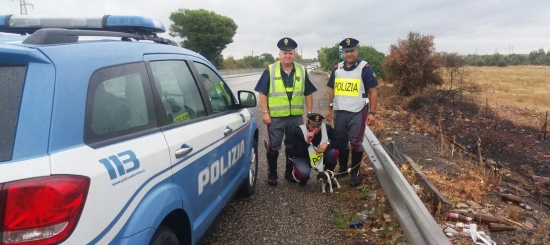 cane salvato dalla stradale di Taranto