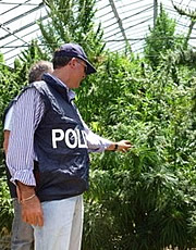 Polizia in una serra di marijuana clandestina