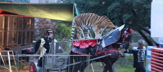 La tigre e il cavallo del circo sequestrato
