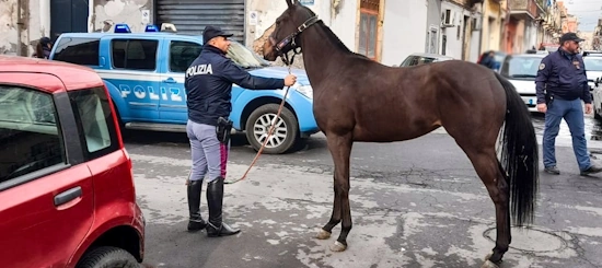 Cavallo sequestrato a Catania utilizzato per corse clandestine