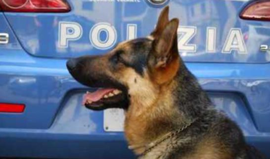 cane poliziotto in servizio 