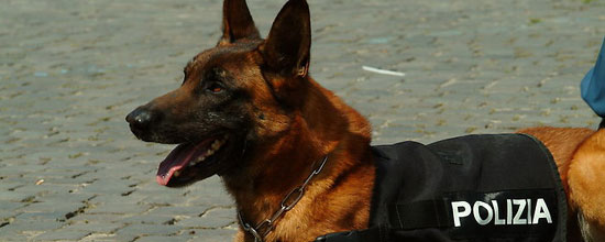 Un cane poliziotto