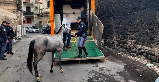 Cavallo sequestrato a Catania utilizzato per corse clandestine