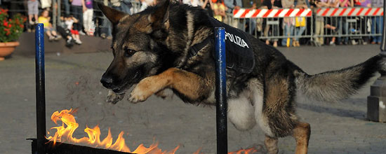 Un cane poliziotto in esibizione