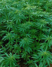 Una coltivazione di marijuana