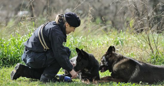 L'addestramento di cani poliziotto