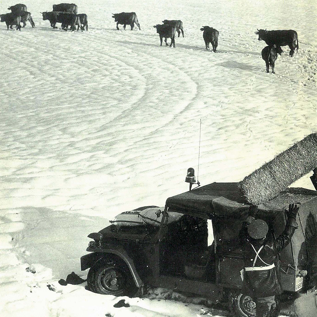 1973 - Alta Murgia, distribuzione di foraggio agli animali rimasti isolati nelle campagne innevate