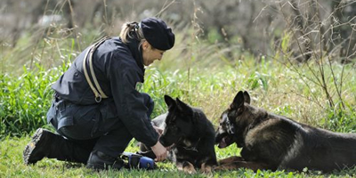Un cane poliziotto con il suo conduttore