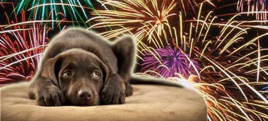 cani e botti di capodanno